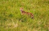 TANZANIA - Ngorongoro Crater - 29 Serval